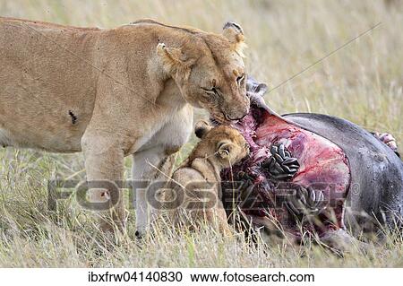 Lioness (Panthera leo) with young, at the kill, feeding on wildebeest carcass, Masai Mara National Reserve, Kenya, Africa View Large Photo Image Stock Image - Lioness (Panthera leo) with young, at the kill, feeding on wildebeest carcass, Masai Mara National Reserve, Kenya, Africa. Fotosearch