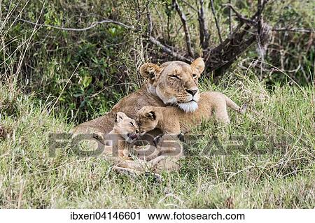 Lioness (Panthera leo) with young, Masai Mara National Reserve, Kenya, Africa View Large Photo Image Stock Image - Lioness (Panthera leo) with young, Masai Mara National Reserve, Kenya, Africa. Fotosearch