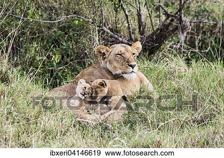 Lioness (Panthera leo) with young, Masai Mara National Reserve, Kenya, Africa View Large Photo Image Stock Photo - Lioness (Panthera leo) with young, Masai Mara National Reserve, Kenya, Africa. Fotosearch