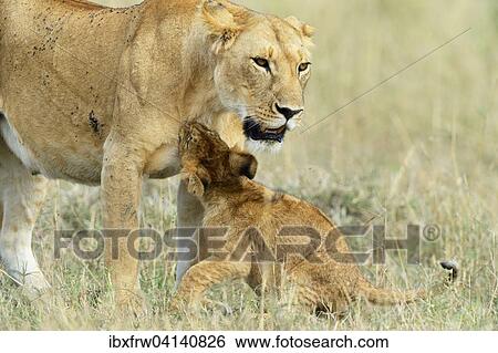 Stock Photograph - Lioness (Panthera leo) with young, practicing hunting, Masai Mara National Reserve, Kenya, Africa. Fotosearch