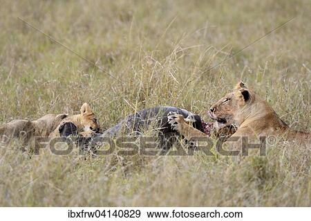Lionesses (Panthera leo) at the kill, feeding on wildebeest carcass, Masai Mara National Reserve, Kenya, Africa View Large Photo Image Stock Photo - Lionesses (Panthera leo) at the kill, feeding on wildebeest carcass, Masai Mara National Reserve, Kenya, Africa. Fotosearch