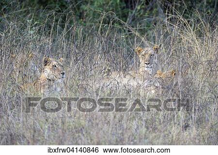 Stock Photograph - Lionesses (Panthera leo) lying in the tall grass, South Luangwa National Park, Zambia, Africa. Fotosearch