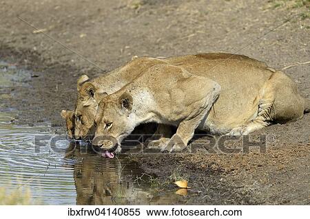 Stock Photography - Lionesses (Panthera leo) with a cub drinking at the waterhole, South Luangwa National Park, Zambia, Africa. Fotosearch
