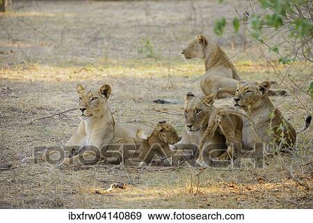 Stock Photo - Lionesses (Panthera leo) with cubs, looking attentively, Lower Zambezi National Park, Zambia, Africa. Fotosearch