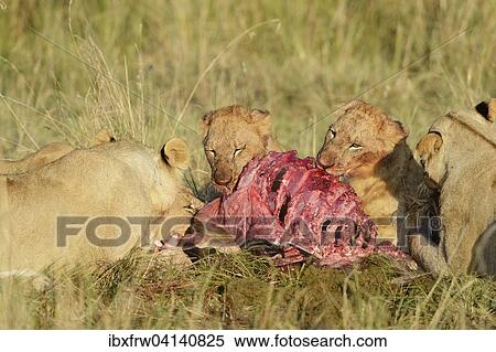 Lionesses (Panthera leo) with pups, feeding at the kill, Masai Mara National Reserve, Kenya, Africa View Large Photo Image Stock Photography - Lionesses (Panthera leo) with pups, feeding at the kill, Masai Mara National Reserve, Kenya, Africa. Fotosearch