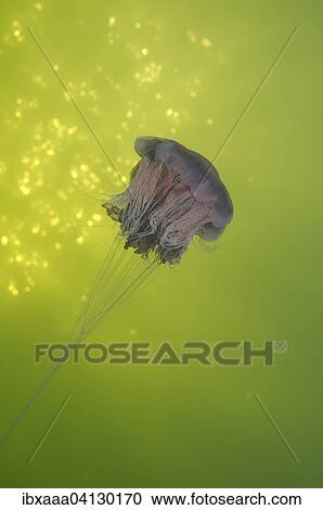 Stock Image - Lion's mane jellyfish (Cyanea capillata), Kareliya, White Sea, Arctic, Russia, Europe. Fotosearch