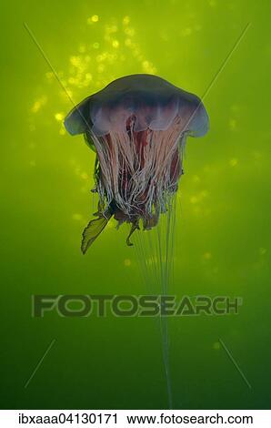 Stock Image - Lion's mane jellyfish (Cyanea capillata), Kareliya, White Sea, Arctic, Russia, Europe. Fotosearch