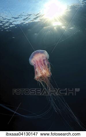 Lion's Mane Jellyfish (Cyanea capillata), Sea of Japan, Primorsky Krai, Russia, Europe View Large Photo Image Stock Photo - Lion's Mane Jellyfish (Cyanea capillata), Sea of Japan, Primorsky Krai, Russia, Europe. Fotosearch