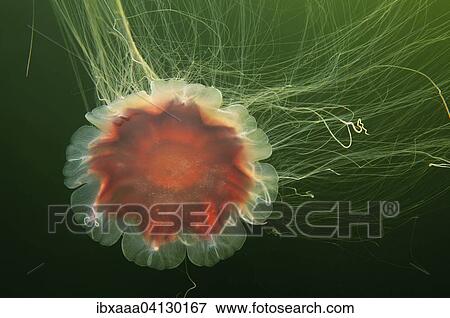 Lion's mane jellyfish (Cyanea capillata), Kareliya, White Sea, Arctic, Russia, Europe View Large Photo Image Stock Photo - Lion's mane jellyfish (Cyanea capillata), Kareliya, White Sea, Arctic, Russia, Europe. Fotosearch