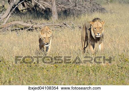 Picture - Lions (Panthera leo) couple, male and female, walking in the grass, Kgalagadi Transfrontier Park, Northern Cape, South Africa, Africa. Fotosearch
