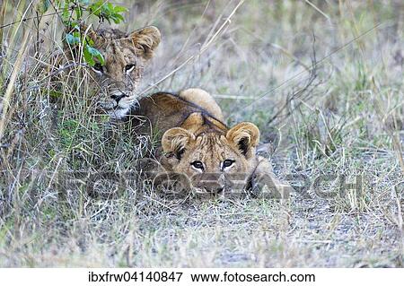 Lions (Panthera leo), cubs observing from their hiding place, South Luangwa National Park, Zambia, Africa View Large Photo Image Stock Photo - Lions (Panthera leo), cubs observing from their hiding place, South Luangwa National Park, Zambia, Africa. Fotosearch