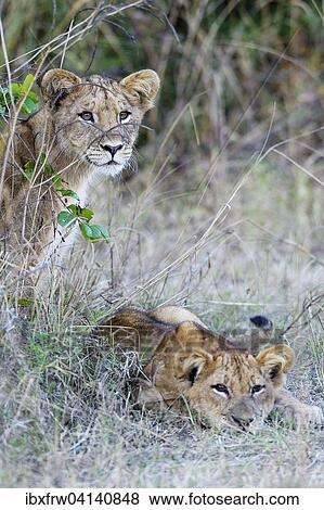 Lions (Panthera leo), cubs observing from their hiding place, South Luangwa National Park, Zambia, Africa View Large Photo Image Stock Photo - Lions (Panthera leo), cubs observing from their hiding place, South Luangwa National Park, Zambia, Africa. Fotosearch