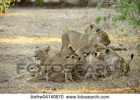 Lions (Panthera leo), females with cubs, resting, Lower Zambezi National Park, Zambia, Africa View Large Photo Image Stock Image - Lions (Panthera leo), females with cubs, resting, Lower Zambezi National Park, Zambia, Africa. Fotosearch
