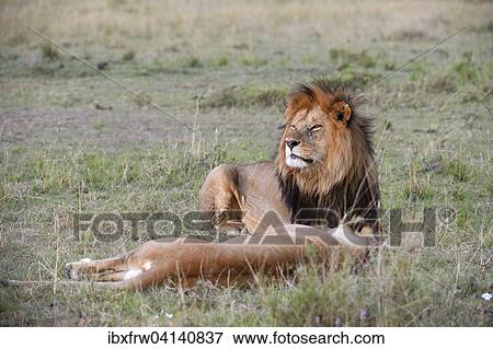 Stock Photo - Lions (Panthera leo), lion couple lying in the grass, the male guarding his mate, Maasai Mara National Reserve, Kenya, Africa. Fotosearch