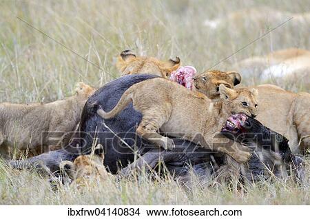 Lions (Panthera leo), lion family, at the kill, feeding on wildebeest carcass, Masai Mara National Reserve, Kenya, Africa View Large Photo Image Picture - Lions (Panthera leo), lion family, at the kill, feeding on wildebeest carcass, Masai Mara National Reserve, Kenya, Africa. Fotosearch