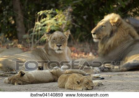 Lions (Panthera leo), lion family, females and males, resting with pups, Lower Zambezi National Park, Zambia, Africa View Large Photo Image Stock Photo - Lions (Panthera leo), lion family, females and males, resting with pups, Lower Zambezi National Park, Zambia, Africa. Fotosearch