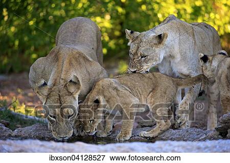 Lions (Panthera leo), lionesses with cubs, four months, at the water, drinking, Tswalu Game Reserve, Kalahari Desert, South Africa, Africa View Large Photo Image Stock Photo - Lions (Panthera leo), lionesses with cubs, four months, at the water, drinking, Tswalu Game Reserve, Kalahari Desert, South Africa, Africa. Fotosearch