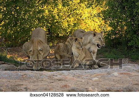 Lions (Panthera leo), lionesses with cubs, four months, at the water, drinking, Tswalu Game Reserve, Kalahari Desert, South Africa, Africa View Large Photo Image Stock Photo - Lions (Panthera leo), lionesses with cubs, four months, at the water, drinking, Tswalu Game Reserve, Kalahari Desert, South Africa, Africa. Fotosearch