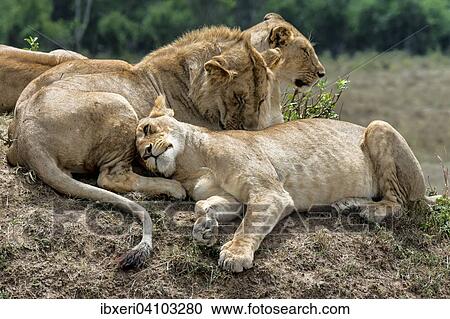 Lions (Panthera leo), Maasai Mara National Reserve, Kenya, Africa View Large Photo Image Stock Image - Lions (Panthera leo), Maasai Mara National Reserve, Kenya, Africa. Fotosearch