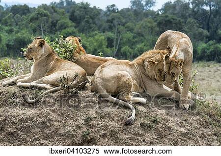 Lions (Panthera leo), Maasai Mara National Reserve, Kenya, Africa View Large Photo Image Stock Photography - Lions (Panthera leo), Maasai Mara National Reserve, Kenya, Africa. Fotosearch