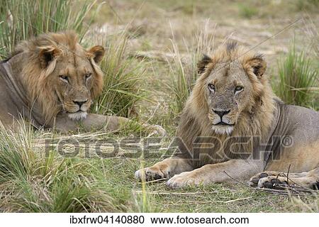 Stock Image - Lions (Panthera leo), male, resting in tall grass, Lower Zambezi National Park, Zambia, Africa. Fotosearch
