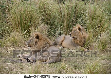 Lions (Panthera leo), male, resting in tall grass, Lower Zambezi National Park, Zambia, Africa View Large Photo Image Stock Photo - Lions (Panthera leo), male, resting in tall grass, Lower Zambezi National Park, Zambia, Africa. Fotosearch