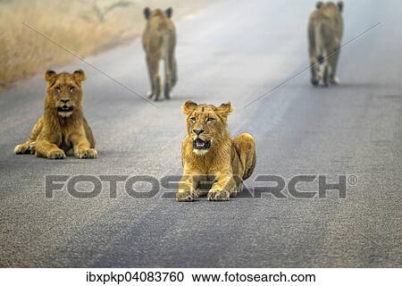 Stock Image - Lions (Panthera leo) on a tarmac road, Kruger National Park, South Africa, Africa. Fotosearch