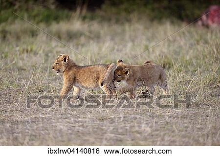 Lions (Panthera leo), playing cubs, Masai Mara National Reserve, Kenya, Africa View Large Photo Image Stock Photograph - Lions (Panthera leo), playing cubs, Masai Mara National Reserve, Kenya, Africa. Fotosearch