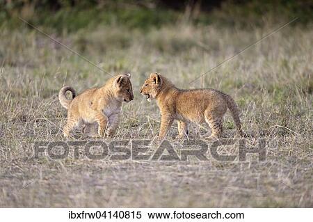 Stock Photography - Lions (Panthera leo), playing cubs, Masai Mara National Reserve, Kenya, Africa. Fotosearch