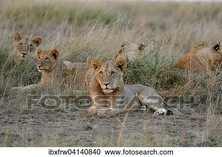 Stock Image - Lions (Panthera leo), pride of lions in tall grass, Masai Mara National Reserve, Kenya, Africa. Fotosearch