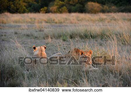 Stock Photo - Lions (Panthera leo), pride of lions in tall grass, early morning light, Masai Mara National Reserve, Kenya, Africa. Fotosearch