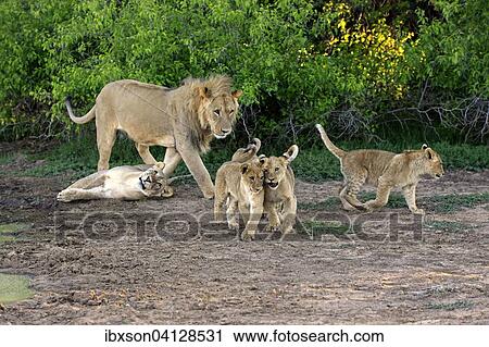 Stock Image - Lions (Panthera leo), pride of lions with cubs, four months, Tswalu Game Reserve, Kalahari Desert, South Africa, Africa. Fotosearch