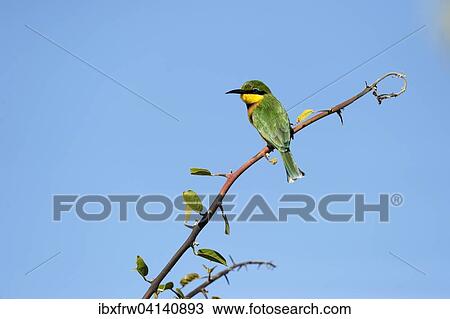 Little bee-eater (Merops pusillus) on a branch, South Luangwa National Park, Zambia, Africa View Large Photo Image Stock Image - Little bee-eater (Merops pusillus) on a branch, South Luangwa National Park, Zambia, Africa. Fotosearch