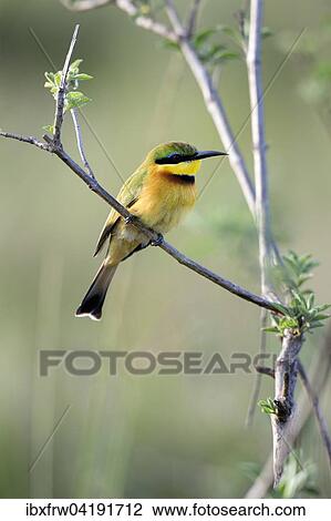Little Bee-eater (Merops pusillus), Maasai Mara National Reserve, Kenya, Africa View Large Photo Image Stock Image - Little Bee-eater (Merops pusillus), Maasai Mara National Reserve, Kenya, Africa. Fotosearch