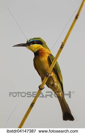 Little Bee-Eater (Merops pusillus), Chobe National Park, Botswana, Africa View Large Photo Image Stock Photo - Little Bee-Eater (Merops pusillus), Chobe National Park, Botswana, Africa. Fotosearch