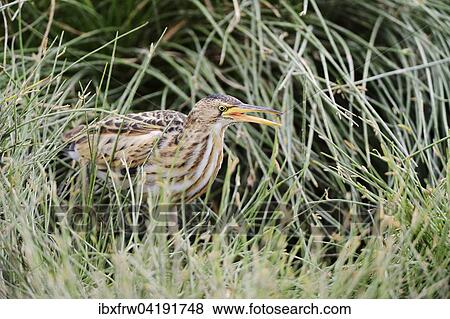 Stock Photo - Little Bittern (Ixobrychus minutus), calling, Buffalo Spring National Reserve, Kenya, Africa. Fotosearch