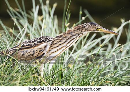 Little Bittern (Ixobrychus minutus) fixing gaze on prey, Buffalo Spring National Reserve, Kenya, Africa View Large Photo Image Stock Photo - Little Bittern (Ixobrychus minutus) fixing gaze on prey, Buffalo Spring National Reserve, Kenya, Africa. Fotosearch