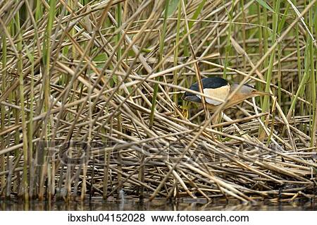 Little Bittern (Ixobrychus minutus), camouflaged, standing in the reeds, Lake Lucerne, Canton of Lucerne, Switzerland, Europe View Large Photo Image Stock Photo - Little Bittern (Ixobrychus minutus), camouflaged, standing in the reeds, Lake Lucerne, Canton of Lucerne, Switzerland, Europe. Fotosearch
