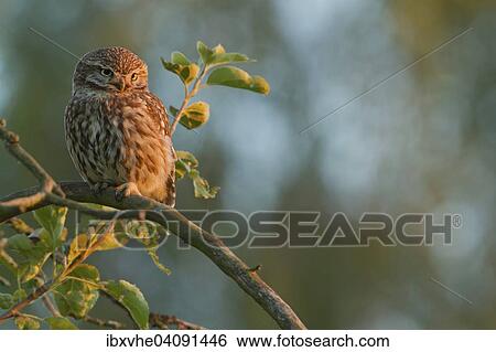 Stock Photograph - Little Owl (Athene noctua) on an apple tree in the evening light, Hesse, Germany, Europe. Fotosearch