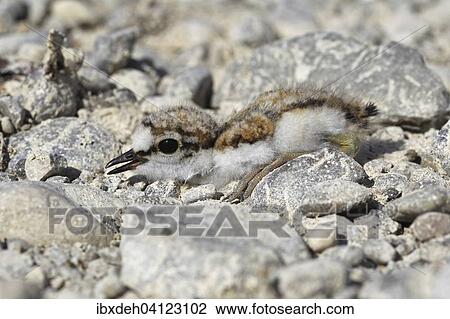 Little Ringed Plover (Charadrius dubius), a few days old chick among pebbles, Bavaria, Germany, Europe View Large Photo Image Stock Image - Little Ringed Plover (Charadrius dubius), a few days old chick among pebbles, Bavaria, Germany, Europe. Fotosearch