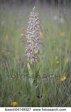 Stock Photo - Lizard Orchid (Himantoglossum hircinum), Rothenstein nature reserve, Thuringia, Germany, Europe. Fotosearch