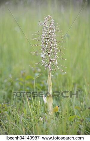 Lizard Orchid (Himantoglossum hircinum), Rothenstein nature reserve, Thuringia, Germany, Europe View Large Photo Image Stock Photo - Lizard Orchid (Himantoglossum hircinum), Rothenstein nature reserve, Thuringia, Germany, Europe. Fotosearch