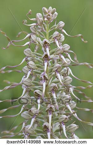 Lizard Orchid (Himantoglossum hircinum), Rothenstein nature reserve, Thuringia, Germany, Europe View Large Photo Image Stock Photo - Lizard Orchid (Himantoglossum hircinum), Rothenstein nature reserve, Thuringia, Germany, Europe. Fotosearch