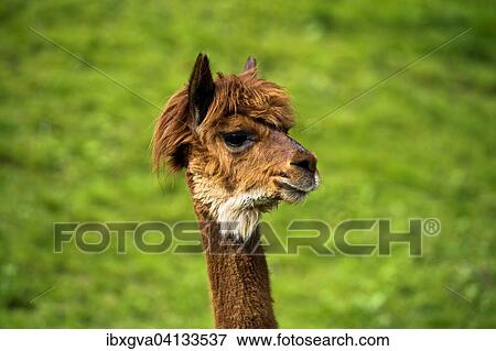 Stock Photo - Llama (Llama glama), young animal, portrait, Switzerland, Europe. Fotosearch