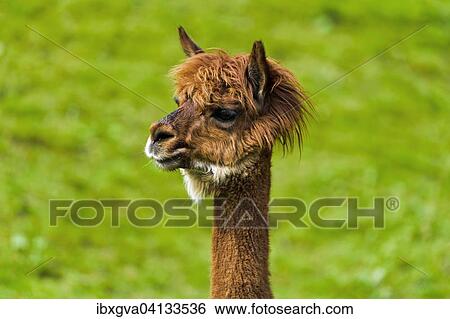 Llama (Llama glama), young animal, portrait, Switzerland, Europe View Large Photo Image Stock Photograph - Llama (Llama glama), young animal, portrait, Switzerland, Europe. Fotosearch