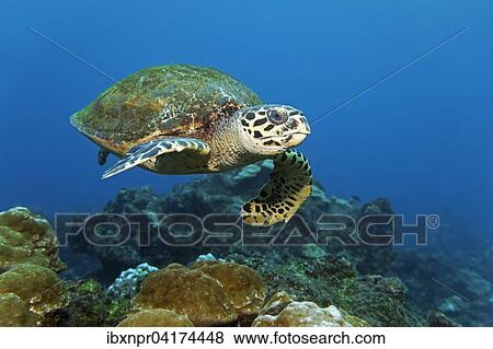 Stock Photo - Loggerhead sea turtle or loggerhead (Caretta caretta) swimming over reef, Cocos Island, Costa Rica, North America. Fotosearch