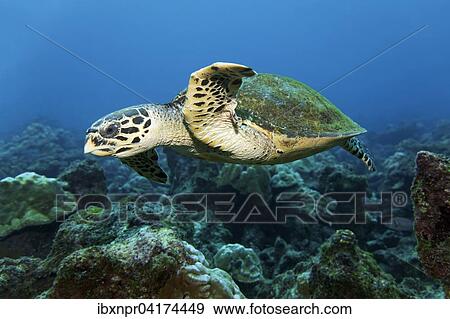 Loggerhead sea turtle or loggerhead (Caretta caretta) swimming over reef, Cocos Island, Costa Rica, North America View Large Photo Image Stock Photo - Loggerhead sea turtle or loggerhead (Caretta caretta) swimming over reef, Cocos Island, Costa Rica, North America. Fotosearch