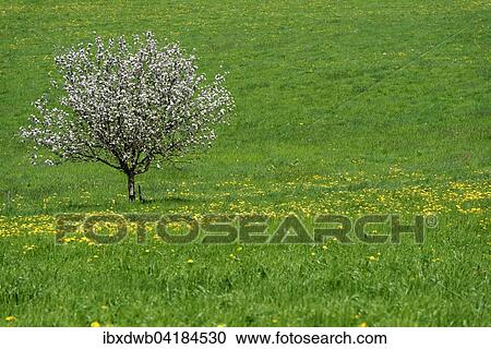 Lone flowering fruit tree on dandelion meadow, Holzhausen am Starnberger See, Upper Bavaria, Bavaria, Germany, Europe View Large Photo Image Stock Image - Lone flowering fruit tree on dandelion meadow, Holzhausen am Starnberger See, Upper Bavaria, Bavaria, Germany, Europe. Fotosearch
