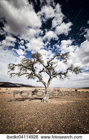 Stock Photograph - Lone tree, cloudy mood, stone desert, western Anti-Atlas in the province Chtouka-Ait Baha, Souss-Massa-Draa Region, Morocco, Africa. Fotosearch