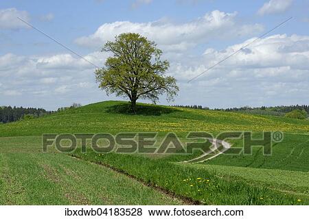 Stock Photo - Lone tree with dirt road in Munsing, Upper Bavaria, Bavaria, Germany, Europe. Fotosearch